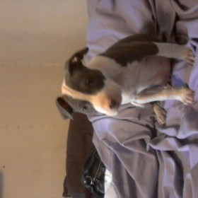 pinky_ty_collared_by_cameron