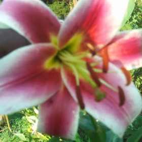 RUTH_C62